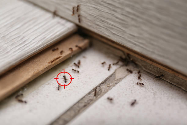 Best Wildlife Control Services  in St Francis, KS