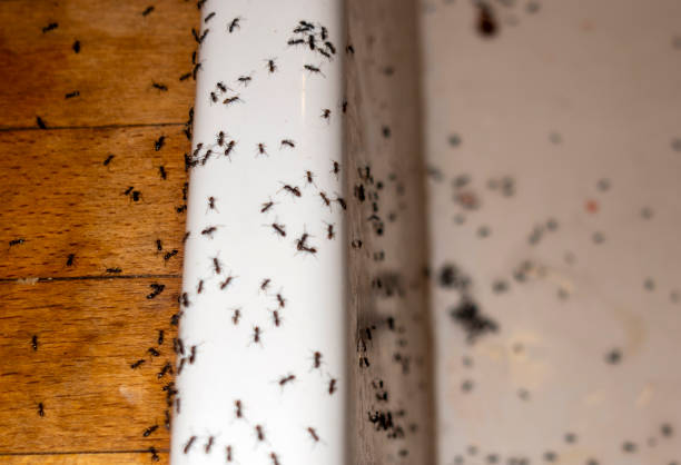 Best Flea Control Services  in St Francis, KS