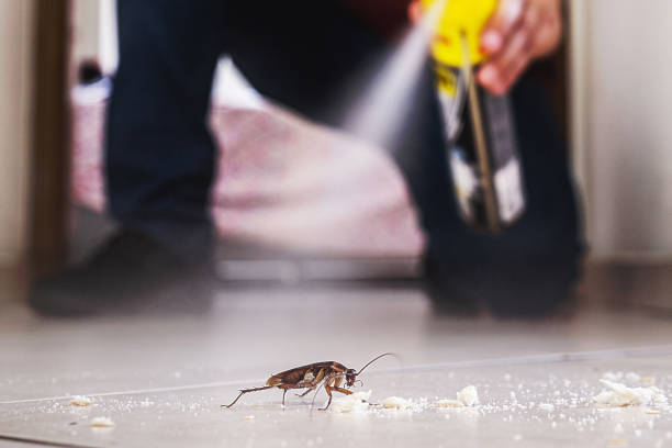 Best Flea Control Services  in St Francis, KS